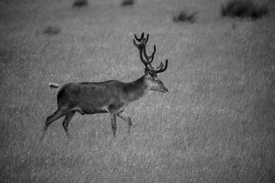 Animal forest nature