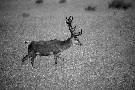 Animal forest nature