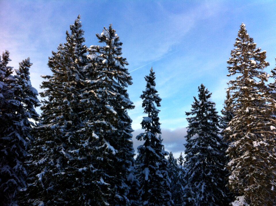 Tree mountains snowy