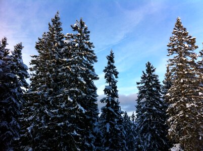 Tree mountains snowy