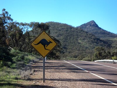 Road kangaroo mountain