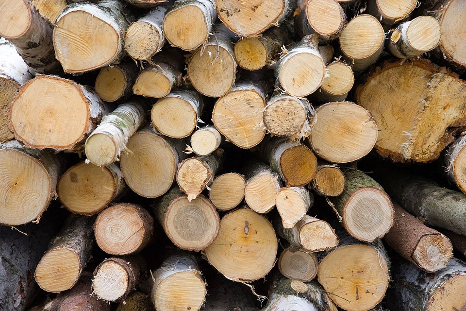 Forest firewood bark