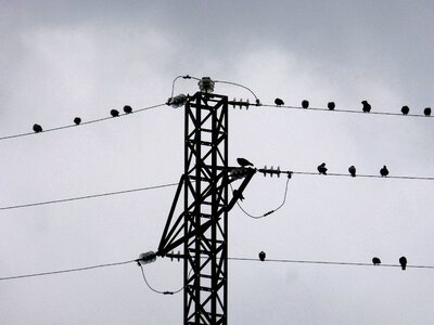 Birds electrical tower cloudy photo