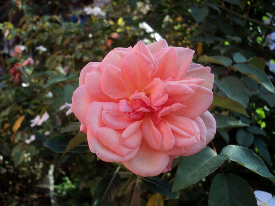 Flowers nature rose bush