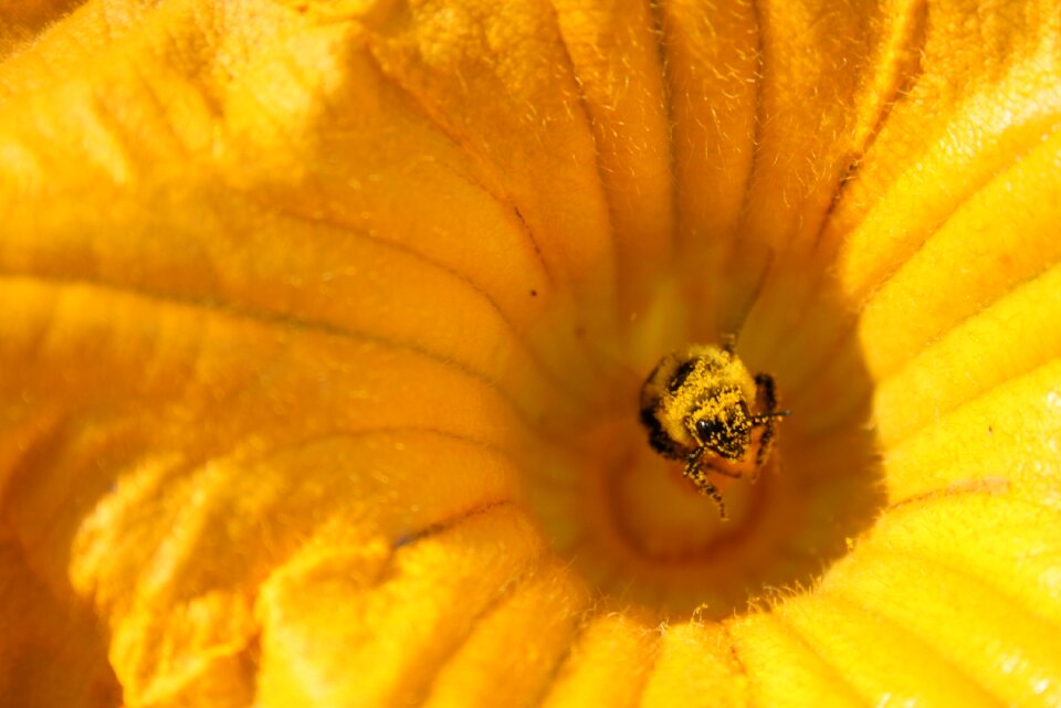 Pollen yellow garden