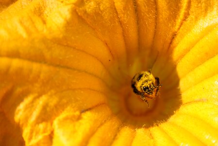 Pollen yellow garden photo