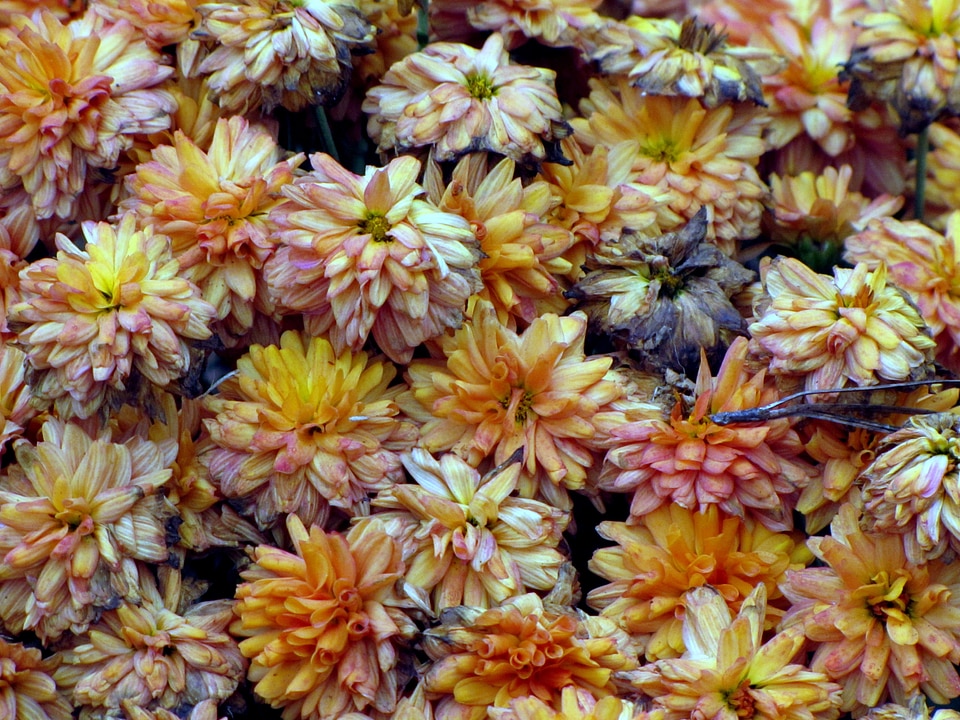 Blossom bloom petals