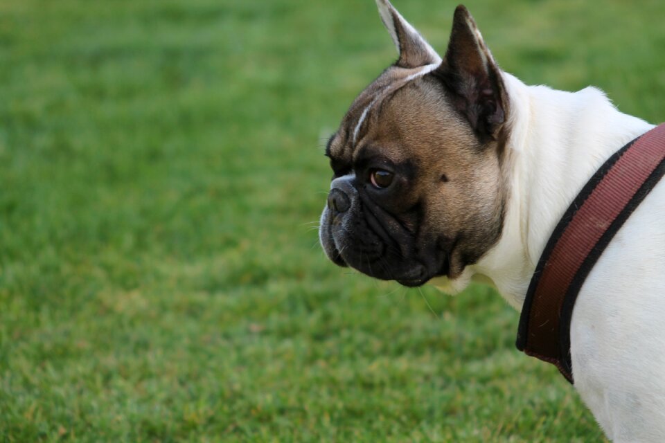 Dog pets french bulldog