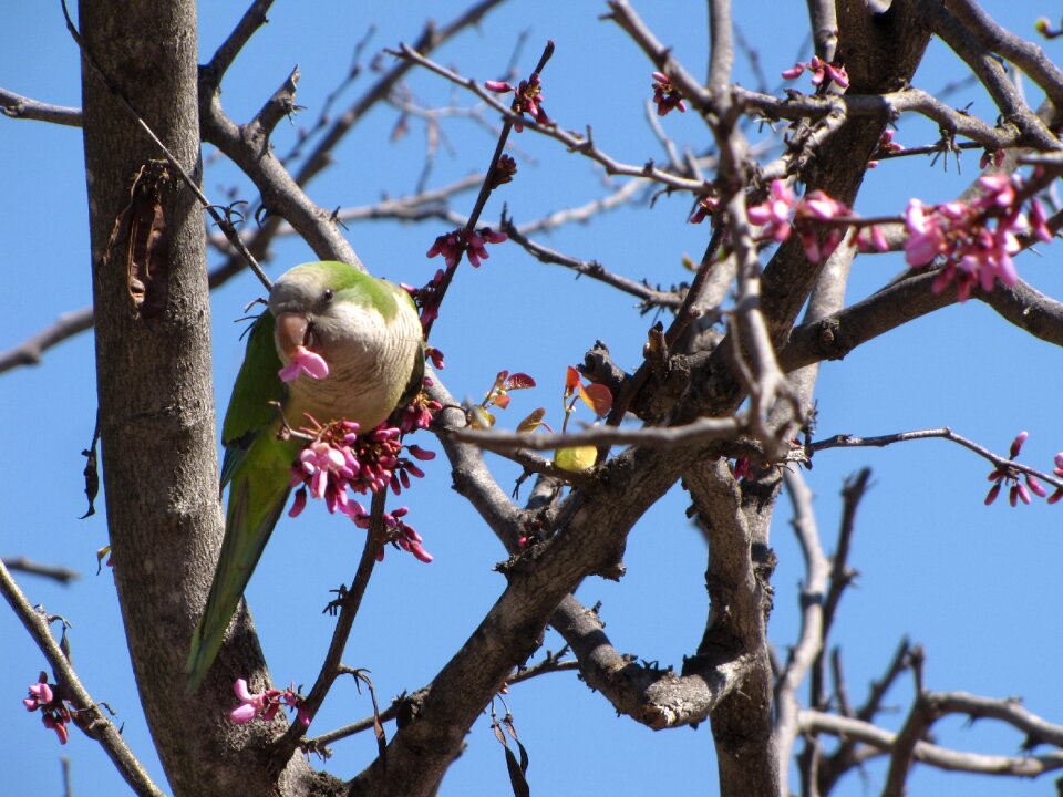 Bird wildlife colorful
