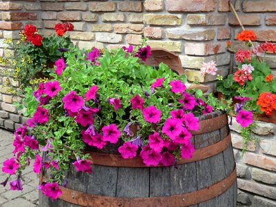 Summer colors flower