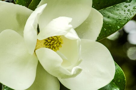 Tree magnolia nature