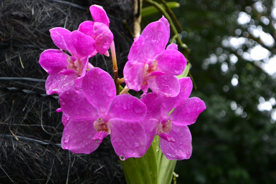 Orchids singapore botanical garden