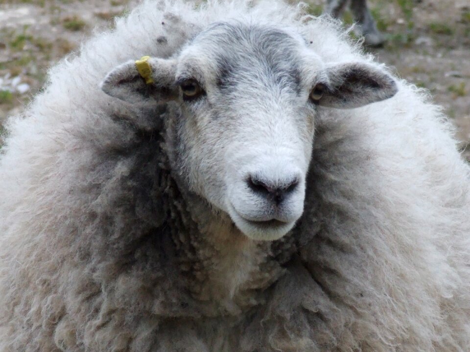 Farm agriculture animal