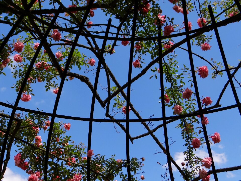 Frame metal garden
