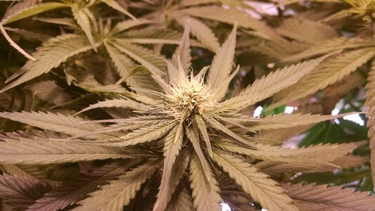 Hydroponic flower ganja photo