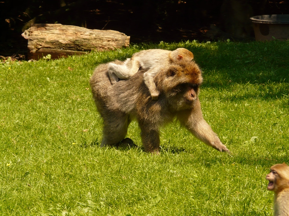 Salem barbary ape animal
