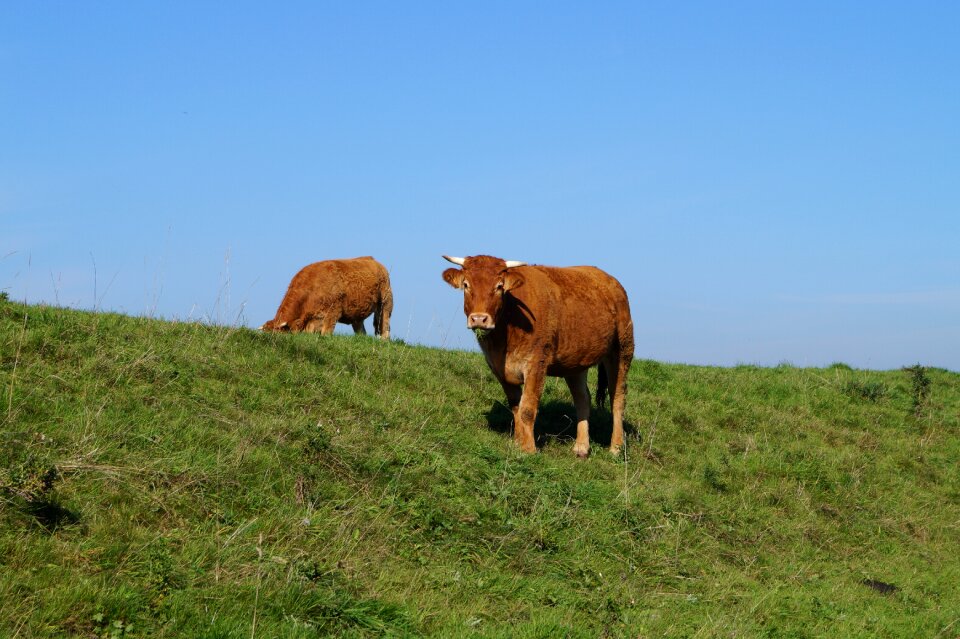Agriculture field pasture