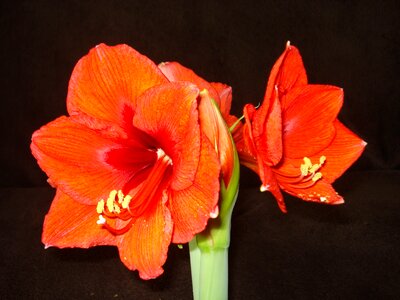 Amaryllis red flower flower photo