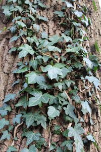 Nature climber plant tree bark photo