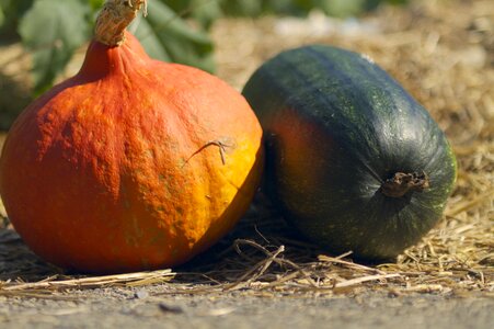 Fall halloween orange