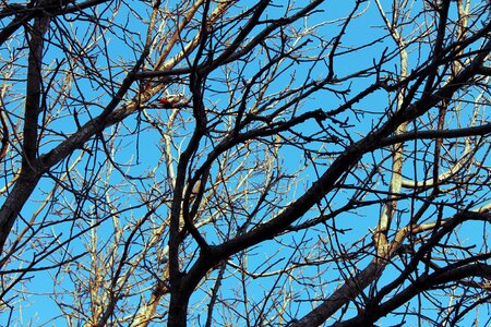 Bird tree sky photo