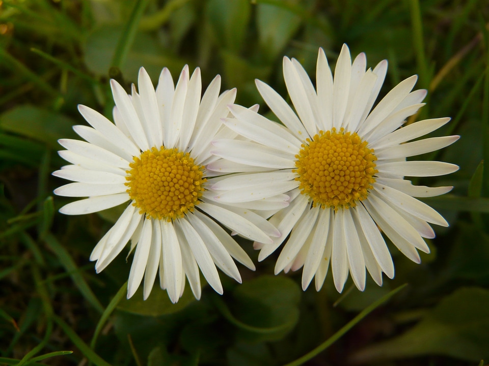 Plant garden white