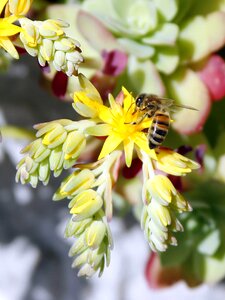 Insect pollination pollinate