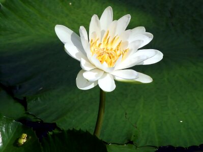 Pond aquatic plants waterlilies