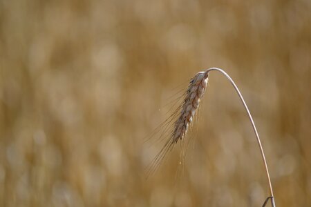 Nature summer blade