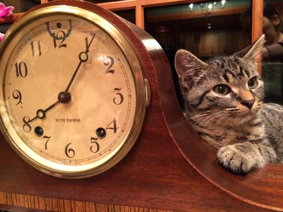 Domestic cute kitten