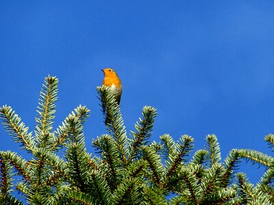 Fir tree bill branch photo