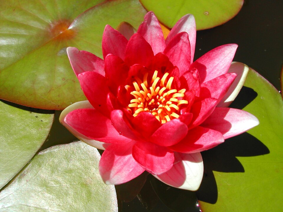 Water plant flower nature
