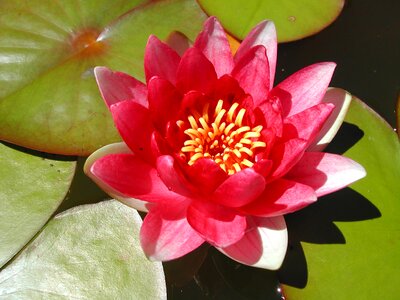 Water plant flower nature