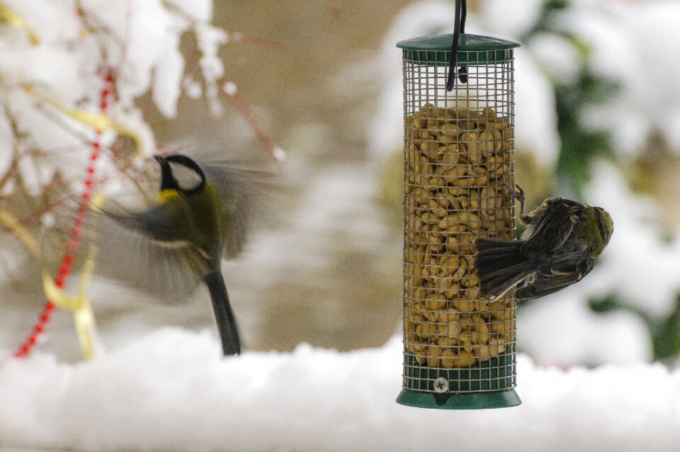 Tit feeding animal world