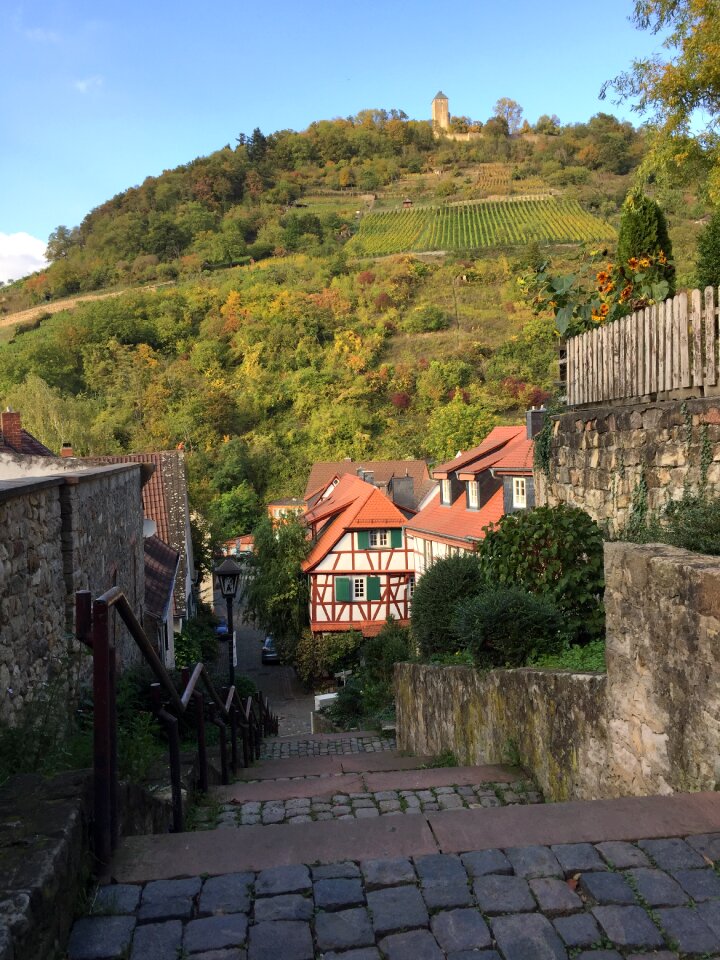 Vineyard hesse heppenheim