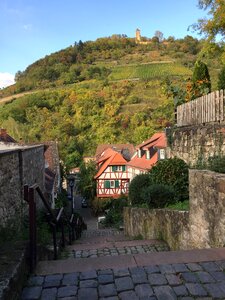 Vineyard hesse heppenheim