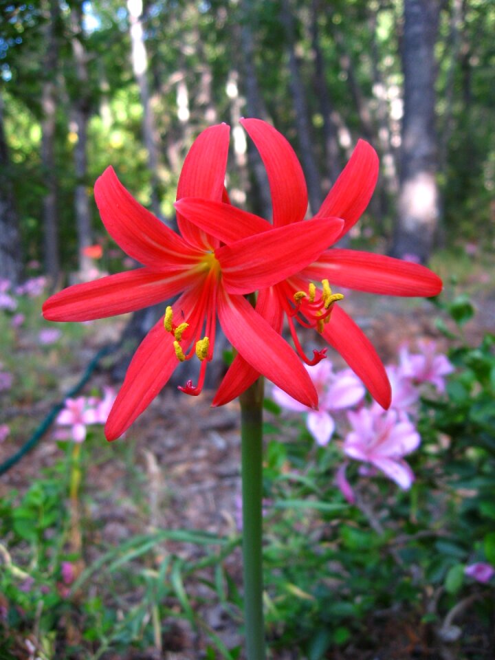 Rhodophiala phycelloides mountain flower native chilean