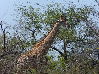 Africa wilderness nature photo