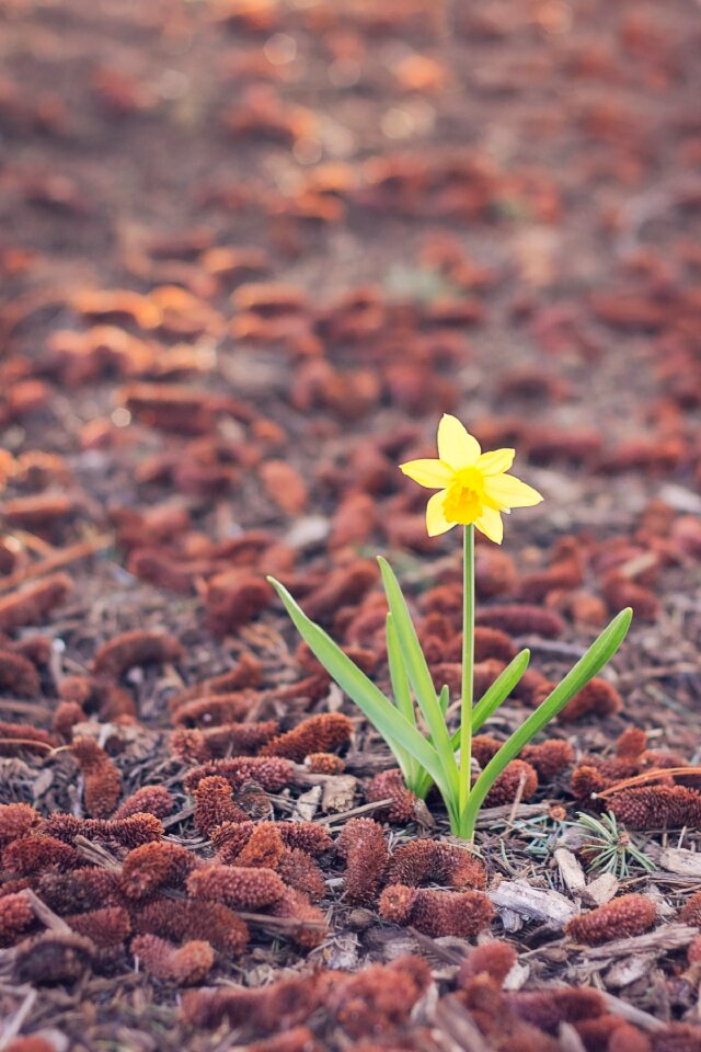 One single spring