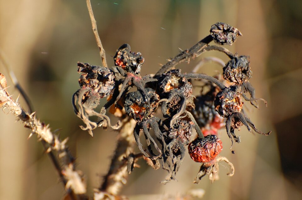 Decay black red