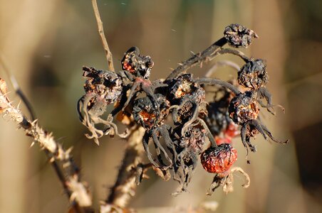 Decay black red