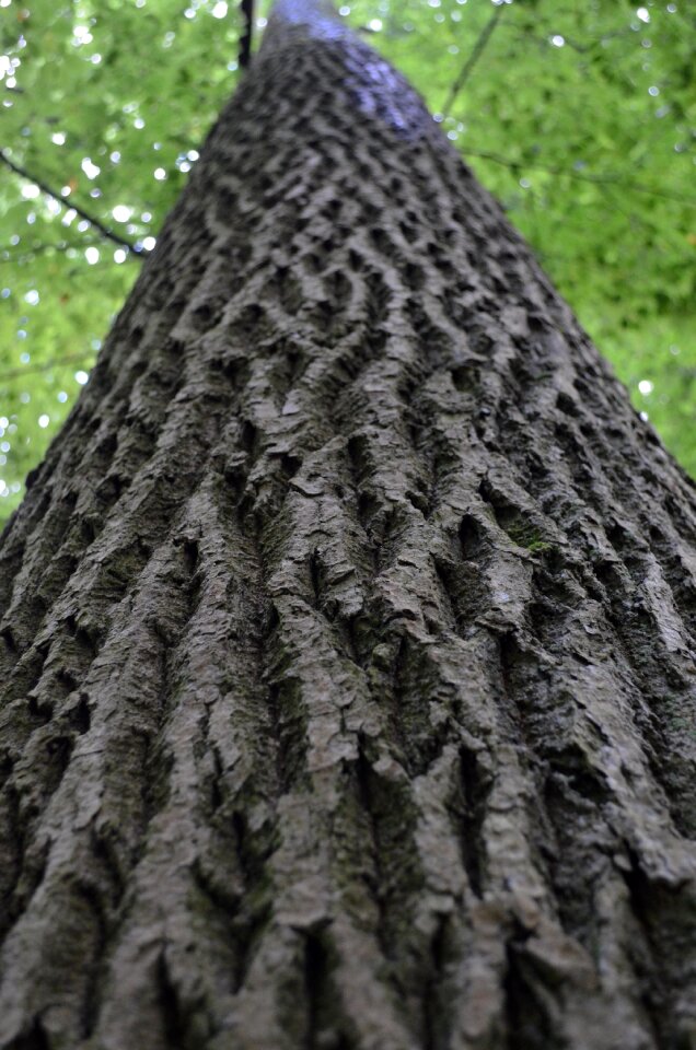 Bark nature aesthetic