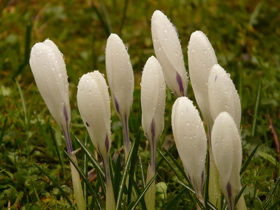 Close up macro flowers