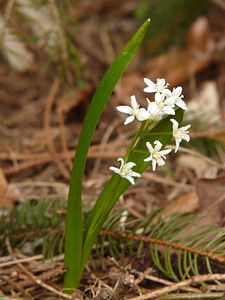 Forest flower flower plant