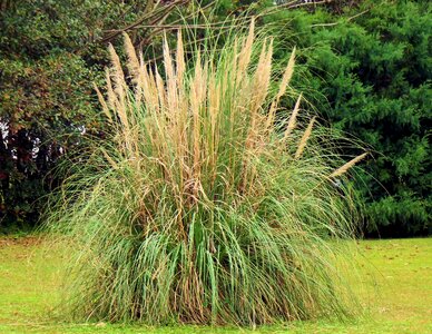 Nature fauna grass