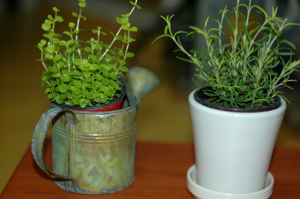 Hub potted plant plants