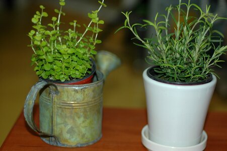 Hub potted plant plants