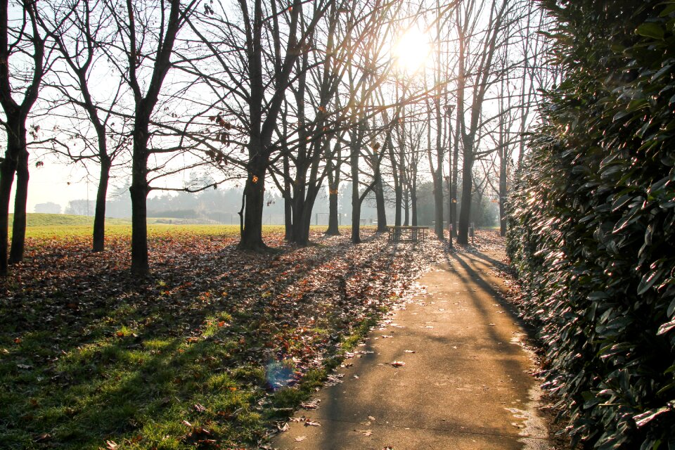 Trees sun december