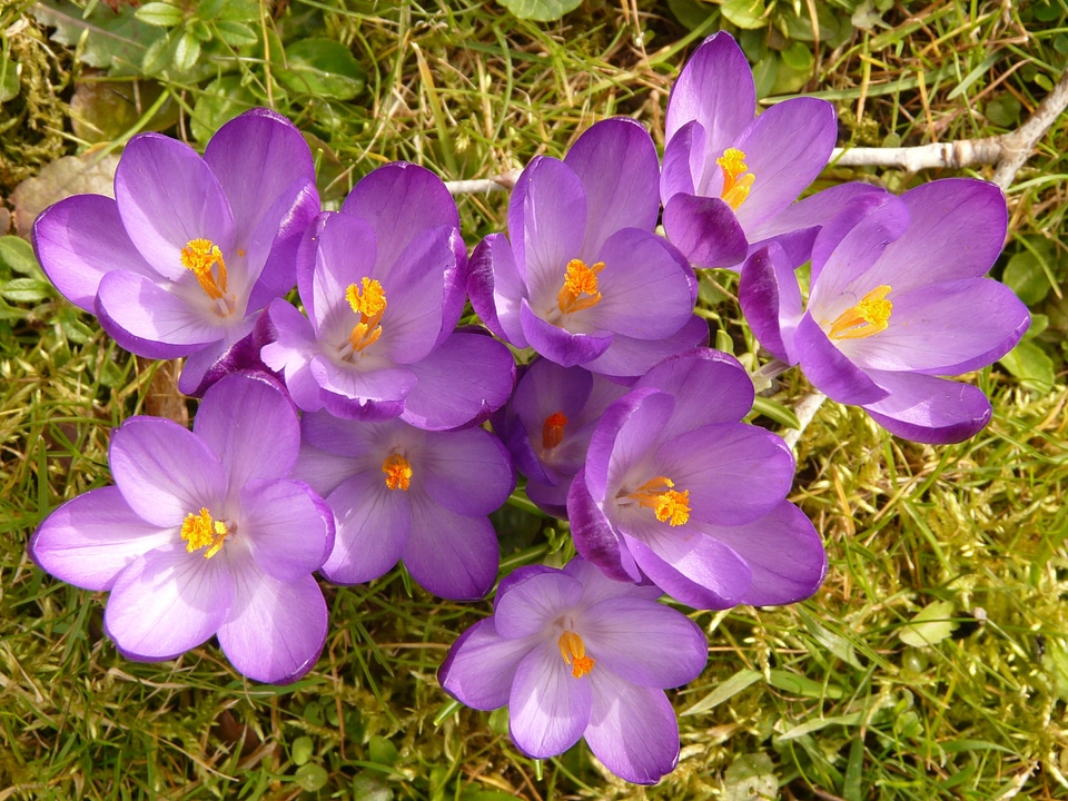 Close up macro flowers photo