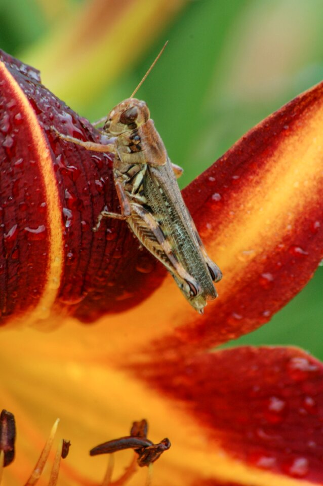 Flowers daylily garden